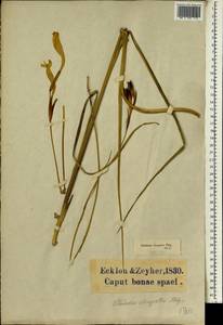 Gladiolus stellatus G.J.Lewis, Africa (AFR) (South Africa)