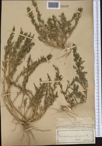 Oxybasis glauca (L.) S. Fuentes, Uotila & Borsch, Middle Asia, Muyunkumy, Balkhash & Betpak-Dala (M9) (Kazakhstan)