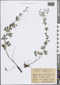 Potentilla argentea L., Eastern Europe, Central forest-and-steppe region (E6) (Russia)