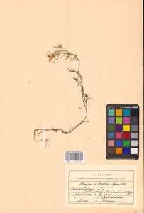 Rorippa sylvestris (L.) Besser, Eastern Europe, West Ukrainian region (E13) (Ukraine)