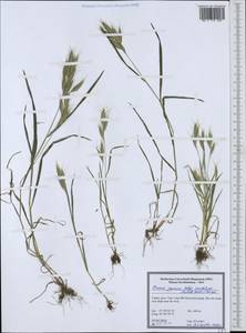 Bromus japonicus subsp. anatolicus (Boiss. & Heldr.) Pénzes, South Asia, South Asia (Asia outside ex-Soviet states and Mongolia) (ASIA) (Turkey)