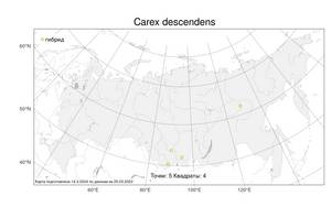 Carex descendens Kük., Atlas of the Russian Flora (FLORUS) (Russia)