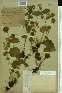 Alchemilla decalvans Juz., Eastern Europe, Eastern region (E10) (Russia)