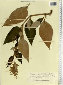 Koenigia weyrichii (F. Schmidt) T. M. Schust. & Reveal, Eastern Europe, Central forest region (E5) (Russia)