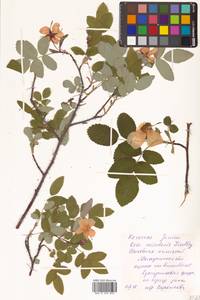 Rosa acicularis Lindl., Siberia, Chukotka & Kamchatka (S7) (Russia)