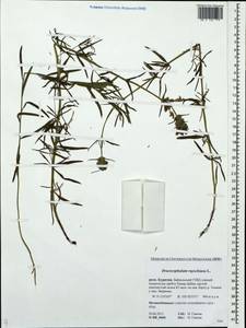 Dracocephalum ruyschiana L., Siberia, Baikal & Transbaikal region (S4) (Russia)
