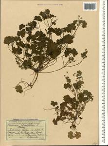 Geranium rotundifolium L., Caucasus, Abkhazia (K4a) (Abkhazia)