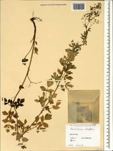 Thalictrum simplex L., Caucasus, Dagestan (K2) (Russia)