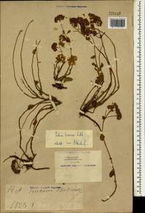 Hylotelephium ewersii (Ledeb.) H. Ohba, South Asia, South Asia (Asia outside ex-Soviet states and Mongolia) (ASIA) (China)