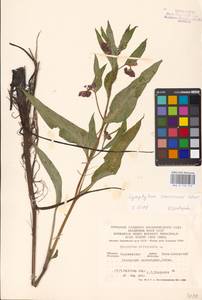 Symphytum tanaicense Steven, Eastern Europe, Central forest-and-steppe region (E6) (Russia)