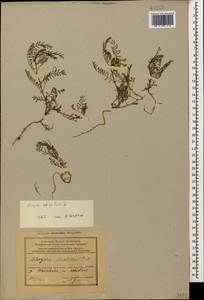 Vicia ervilia (L.)Willd., Caucasus, Azerbaijan (K6) (Azerbaijan)