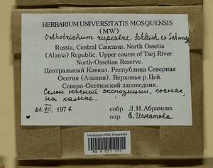 Lewinskya rupestris (Schleich. ex Schwägr.) F. Lara, Garilleti & Goffinet, Bryophytes, Bryophytes - North Caucasus & Ciscaucasia (B12) (Russia)