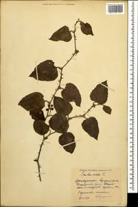 Smilax excelsa L., Caucasus, Black Sea Shore (from Novorossiysk to Adler) (K3) (Russia)