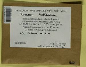 Dicranum viride var. hakkodense (Cardot) Takaki, Bryophytes, Bryophytes - Russian Far East (excl. Chukotka & Kamchatka) (B20) (Russia)