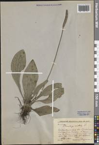 Plantago media L., Eastern Europe, Middle Volga region (E8) (Russia)