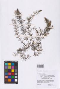 Ceratophyllum demersum L., Eastern Europe, Central region (E4) (Russia)