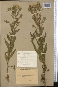 Pentanema britannicum (L.) D. Gut. Larr., Santos-Vicente, Anderb., E. Rico & M. M. Mart. Ort., Middle Asia, Northern & Central Kazakhstan (M10) (Kazakhstan)