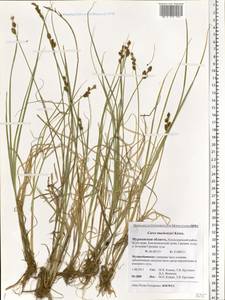 Carex mackenziei V.I.Krecz., Eastern Europe, Northern region (E1) (Russia)