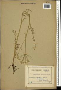 Astrodaucus orientalis (L.) Drude, Caucasus, Armenia (K5) (Armenia)