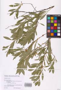 Prunus tenella Batsch, Eastern Europe, Central region (E4) (Russia)