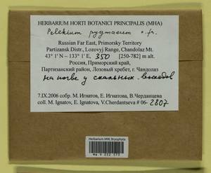 Pelekium pygmaeum (Schimp.) Touw, Bryophytes, Bryophytes - Russian Far East (excl. Chukotka & Kamchatka) (B20) (Russia)