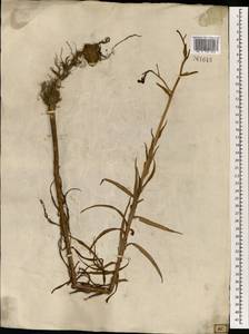 Lilium, South Asia, South Asia (Asia outside ex-Soviet states and Mongolia) (ASIA) (Japan)