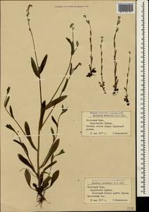 Myosotis arvensis (L.) Hill, Crimea (KRYM) (Russia)