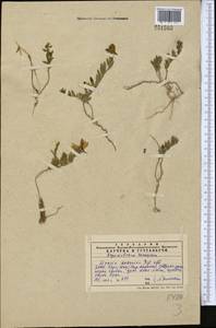 Linaria kokanica Regel, Middle Asia, Western Tian Shan & Karatau (M3) (Kazakhstan)
