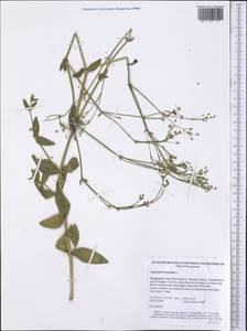 Gypsophila perfoliata L., Middle Asia, Western Tian Shan & Karatau (M3) (Kyrgyzstan)