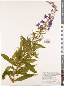 Chamaenerion angustifolium subsp. angustifolium, Eastern Europe, Central region (E4) (Russia)