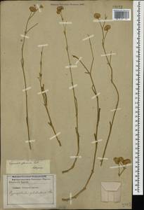 Gypsophila glomerata Pall. ex Bieb., Caucasus, Stavropol Krai, Karachay-Cherkessia & Kabardino-Balkaria (K1b) (Russia)