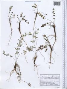 Lomatocarpa albomarginata (Schrenk) Pimenov & Lavrova, Middle Asia, Pamir & Pamiro-Alai (M2) (Kyrgyzstan)