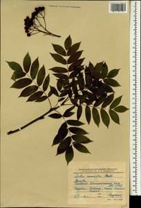 Sorbus commixta Hedl., South Asia, South Asia (Asia outside ex-Soviet states and Mongolia) (ASIA) (Russia)