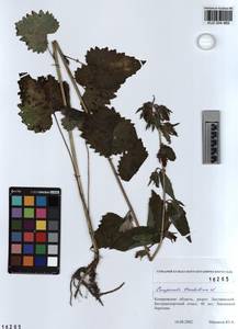 KUZ 004 969, Campanula trachelium L., Siberia, Altai & Sayany Mountains (S2) (Russia)