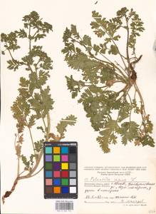 Potentilla supina L., Eastern Europe, Moscow region (E4a) (Russia)