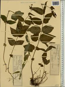 Vincetoxicum hirundinaria Medik., Eastern Europe, Volga-Kama region (E7) (Russia)