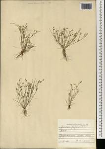 Juncus bufonius L., Mongolia (MONG) (Mongolia)
