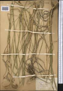 Elymus bungeanus (Trin.) Melderis, Middle Asia, Western Tian Shan & Karatau (M3) (Kazakhstan)