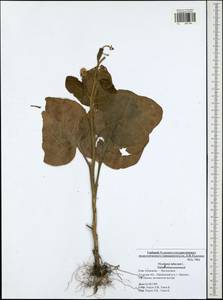 Nicotiana tabacum L., Eastern Europe, Central region (E4) (Russia)