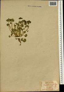 Chrysosplenium alternifolium L., South Asia, South Asia (Asia outside ex-Soviet states and Mongolia) (ASIA) (Japan)