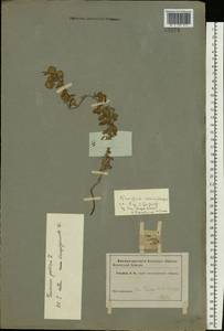Teucrium polium L., Eastern Europe, Central forest-and-steppe region (E6) (Russia)