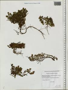 Thymus ternejicus Prob., Siberia, Russian Far East (S6) (Russia)