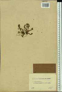 Lythrum portula (L.) D.A.Webb, Eastern Europe, Central forest region (E5) (Russia)