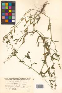 Atriplex patula L., Siberia, Russian Far East (S6) (Russia)