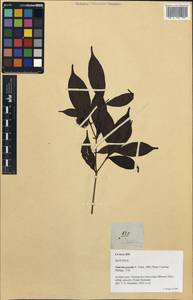 Neonauclea lanceolata subsp. gracilis (Vidal) Ridsdale, South Asia, South Asia (Asia outside ex-Soviet states and Mongolia) (ASIA) (Philippines)