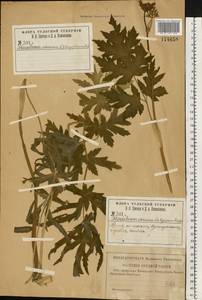 Heracleum sphondylium subsp. sibiricum (L.) Simonk., Eastern Europe, Central region (E4) (Russia)
