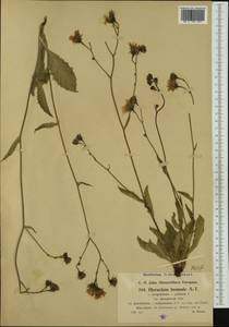 Hieracium viride subsp. brumale (Arv.-Touv.) Zahn, Western Europe (EUR) (France)