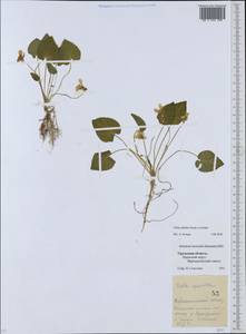 Viola selkirkii Pursh ex Goldie, Eastern Europe, Eastern region (E10) (Russia)