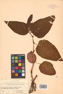 Koenigia weyrichii (F. Schmidt) T. M. Schust. & Reveal, Siberia, Russian Far East (S6) (Russia)