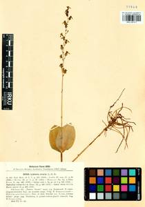 Neottia ovata (L.) Bluff & Fingerh., Siberia, Western Siberia (S1) (Russia)